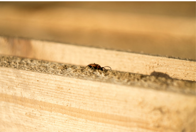Traitement bois charpente termites sur Le Terrier Blanc